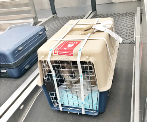 那曲宠物托运 宠物托运公司 机场宠物托运 宠物空运